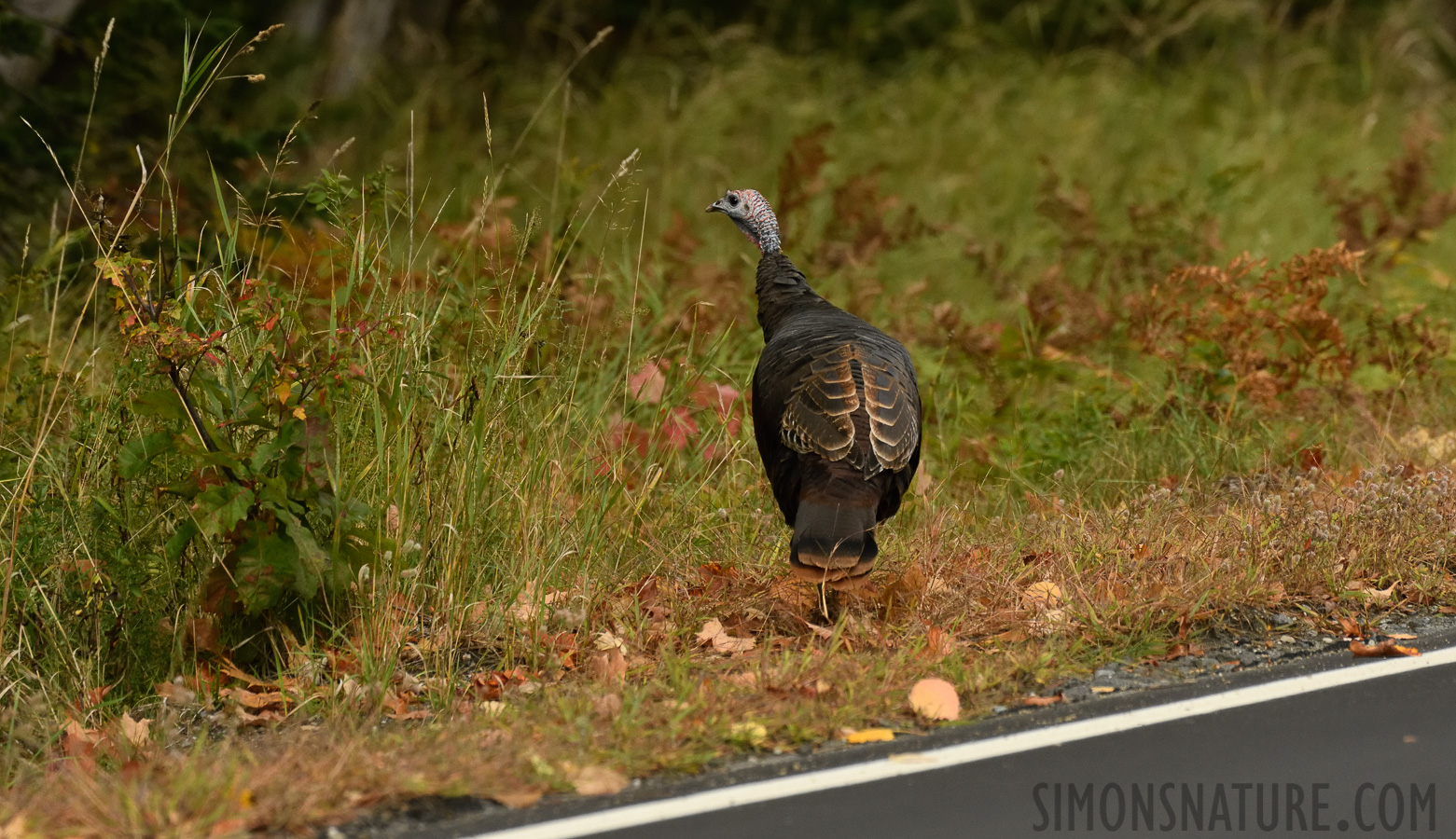 Meleagris gallopavo silvestris [400 mm, 1/500 sec at f / 7.1, ISO 1600]